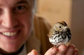 Ovenbird in the House