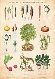 vintage botanical chart root vegetable table danish