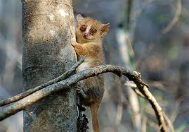 En ben je eenmaal op dit weelderig begroeide eiland, dan kun je er ook zeker van zijn dat je deze bijzondere halfapen ziet. Lemuren Dna Verrat Wie Sah Madagaskar Vor Menschlicher Besiedlung Aus September 2016 Nr 88 Archiv Newsletter Universitat Hamburg