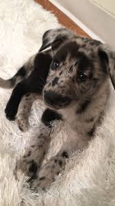Australian Shepherd German Shepherd Mix Black And White German Shepherd Australian Shepherd Puppy Mix Husky Mix German Shepherd Cute Baby Animals Puppy Mix Cute Animals