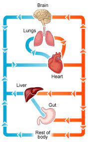 The Circulatory System Biology Notes For Igcse 2014