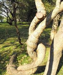 Image result for Cleistochlamys kirkii