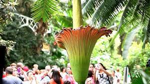 The Corpse Flower Behind The Stink Corpse Flower Corpse Flower Bloom Types Of Flowers