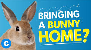 The Ultimate Rabbit Names List 300 Unique Bunny Names Bechewy