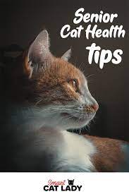 7 Senior Cat Health Tips Senior Cat Health Senior Cat Cat Health