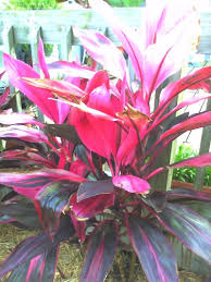 Toxic plants by latin or scientific name references Plantfiles Pictures Cordyline Hawaiian Ti Plant Good Luck Plant Ti Plant Red Sister Cordyline Fruticosa By Luvmygreen