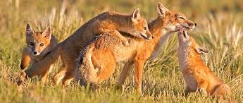 Species Spotlight Swift Fox In 2020 Swift Fox Fox Species Fox
