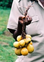 Image result for Landolphia lanceolata