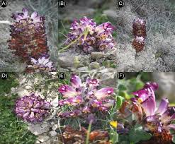 Image result for Cistanche tinctoria