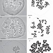 Image result for Asplenium diplazisorum