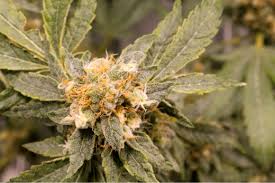 Cannabis cultivation business plan 2 market opportunities nearly 60% of the u.s. The Essentials Of An Effective Integrated Pest Management Plan Cannabis Business Times