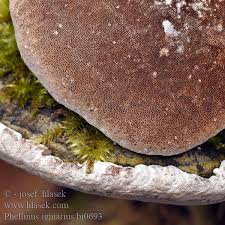 Image result for Phellinus igniarius