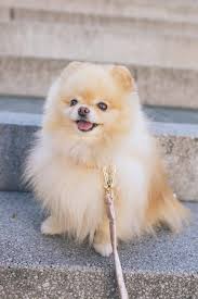 Poodle mixes are hybrid dogs that are bred by mating a purebred poodle with any other purebred dog. 15 Things You Should Know Before Getting A Pomapoo A Pomeranian Poodle Mix Your Dog Advisor