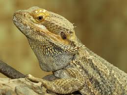 You can use our amazing online tool to color and edit the following dragon coloring pages. Bearded Dragon Wallpapers Group 73