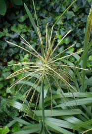 Image result for Chloris virgata