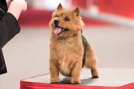 The norwich terrier is a small breed dog in itself and there is a set standard for the breed to keep the breed healthy. Norwich Terrier Dog Breed Information