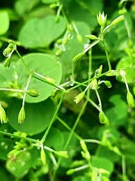 Image result for Drymaria