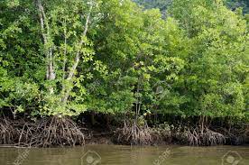 Verwandele deine videos in eine geldquelle. Mangrove Forests In Langkawi Malaysia Stock Photo Picture And Royalty Free Image Image 35608052