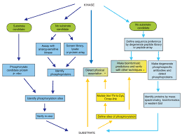 Protein Analysis In Vitro