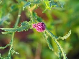 Image result for Sphaeranthus gazaensis