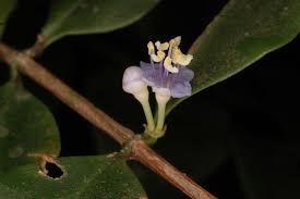 Image result for Memecylon