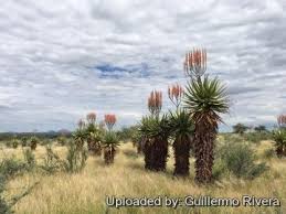 Image result for Aloe littoralis