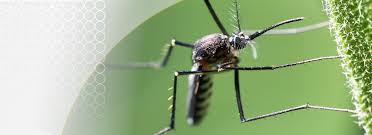 World malaria day dengue mosquito symptoms english name yellow fever mosquito scientific name aedes aegypti 25 april the malaria day. Mosquito Borne Diseases Here S How To Detect Zika Malaria Co
