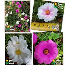 Kelopak lama berguguran jatuh diterpa angin dengan teduh yang. Bunga Kembang Pagi Ros Rasa Sayang Florist Nurseries Facebook