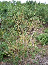 Image result for xylella fastidiosa oleander symptoms