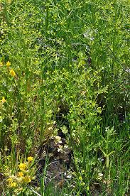 Image result for Ranunculus sceleratus