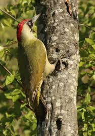 Belonging to the family of picidae, woodpeckers are one of the most amazing types of bird species. European Green Woodpecker Wikipedia