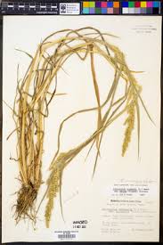 Image result for Echinochloa crus-pavonis
