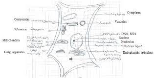 How to draw plant cell step by step. An Example Of A Plant Cell Drawing 1 When Figure 4 Is Observed It Is Download Scientific Diagram