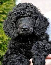 Khalsa Standard Poodle Puppies Poodle Puppy Standard Poodle Poodle