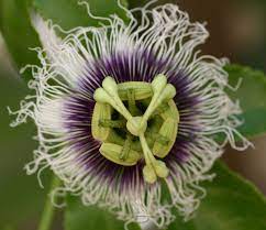 Passion Fruit Passion Fruit Flower Passion Fruit Plant Growing Passion Fruit
