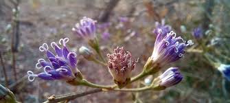 Image result for Rhipidoglossum microphyllum