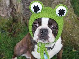 2017 2018 Winter Knitted Hat Collection For Pets Crochet Dog Sweater Crochet Dog Crochet Hats