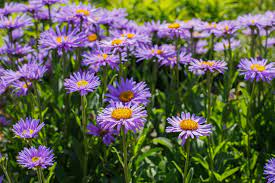 Growing Perennial Asters Aster Flower Information How To Plant Care For Aster
