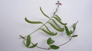 Image result for Galactia striata