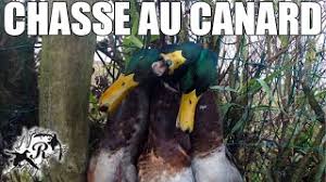 We did not find results for: Chasse Au Canard La Plus Belle Action Double Marius Chasse Youtube