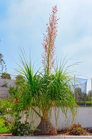 Most of the diseases that affect the. Ponytail Palm Trees Buying Growing Guide Trees Com