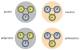 Neutron Quark