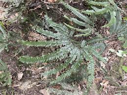 Image result for Adiantum hispidulum