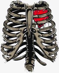 More icons from human body pack. Ribs Png Transparent Rib Cage Heart Transparent Png 7347653 Png Images On Pngarea