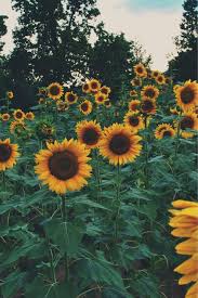 Maybe you would like to learn more about one of these? Beautiful Aesthetic Sunflower Pictures Largest Wallpaper Portal