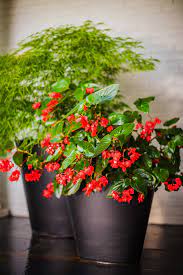 Small flowers to grow indoors. 22 Beautiful Blooming Houseplants Better Homes Gardens