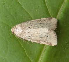 Image result for Photedes minima