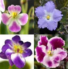 Maybe you would like to learn more about one of these? What Are The Different Color Patterns Of African Violet Flowers Baby Violets Violet Flower African Violets African Violet Tattoo