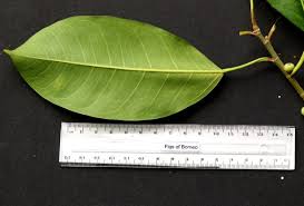 Image result for Ficus virens