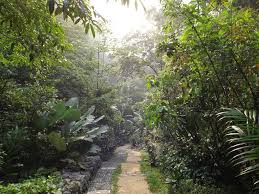 The bukit gasing forest reserve may just be your next favorite hang out spot! Afifplc Bukit Gasing Trail